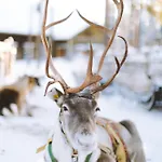 Reindeer Manor