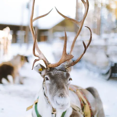Reindeer Manor